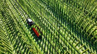 Deutschland wieder weltweite Nummer eins beim Hopfenanbau