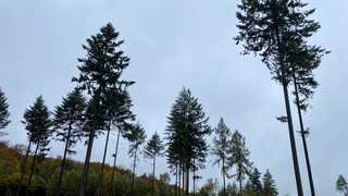 Artenvielfalt soll helfen: Wie Hessen die kranken Wälder retten will