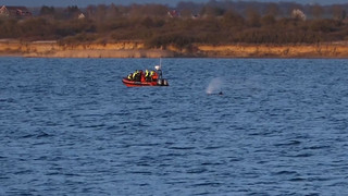 «Entscheidender Tag» - Hat der Wal vor Wismar noch Kraft?