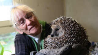 Wenn Igel Hilfe brauchen - 81-Jährige aus Zörbig rettet Wildtiere aus Leidenschaft