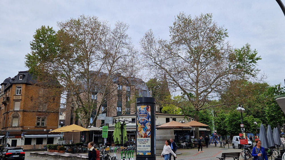 Die zwei Platanen auf dem Merianplatz in Frankfurt weisen auffällige Schäden in den Baumkronen auf.
