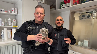 Kauz-Einsatz in Frankfurt: Stadtpolizei rettet Jungvogel