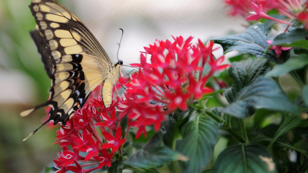 Schmetterlinge gucken im Botanischen Garten in Marburg