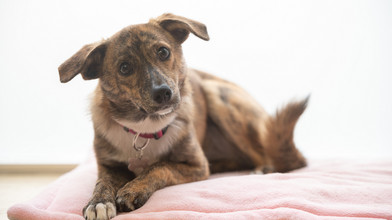 Hund attackiert Kinder in Sinntal: Was jetzt gefordert wird
