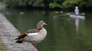 Zahl der Nilgänse in Hessen steigt - Nabu sieht keine Probleme
