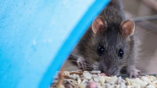 Weinheim kämpft gegen Ratten: Was Bürger tun können