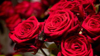 Valentinstag mit deinem Schatz: Wie feiert ihr den Tag der Liebe??