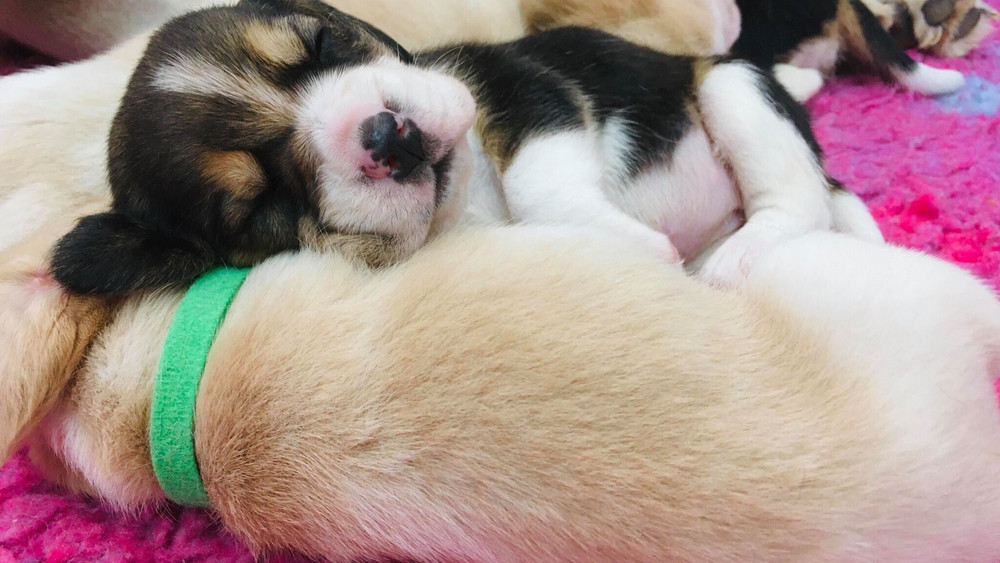 Zwei Hundewelpen liegen eng aneinader geschmiegt