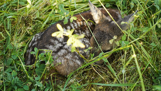 Prozess gegen Landwirt: Rehkitz beim Mähen in Wehrheim getötet?
