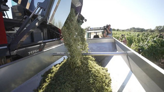 Weinlese hat begonnen: Früher Start in Federweißer-Saison