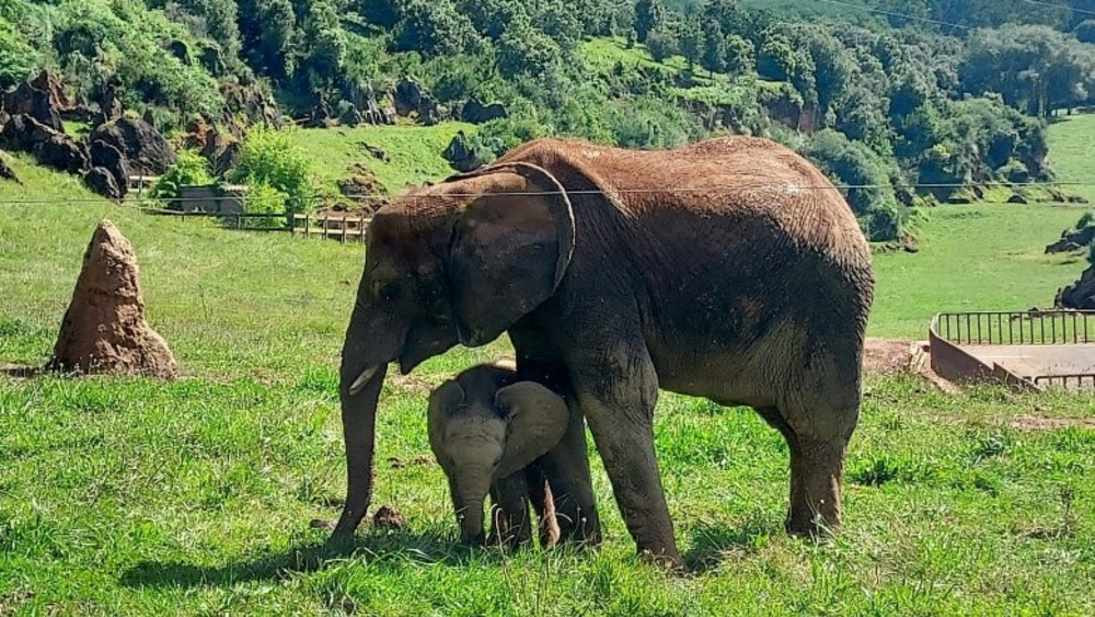 Im Opel-Zoo Kronberg gibt es nun zwei neue Afrikanische Elefanten.
