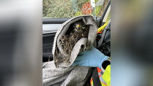 Polizei rettet verletzten Greifvogel an A5 bei Zwingenberg