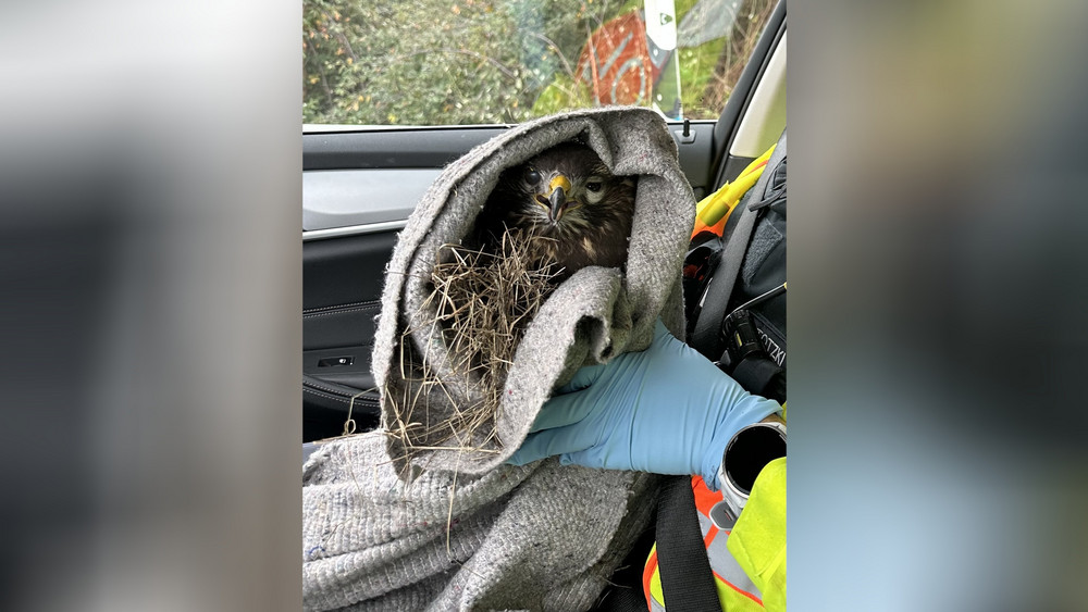 Der verletzte Mäusebussard sitzt auf dem Schoß eines Polizeibeamten.