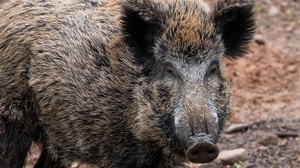Schweinepest in Hessen: Weitere infizierte Wildschweine gefunden