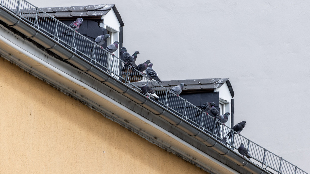 Viele Häuser in der Limburger Fußgängerzön sind mit Taubengittern versehen. Hier sind Tauben zu sehen, die auf einem Limburger Haus sitzen. 