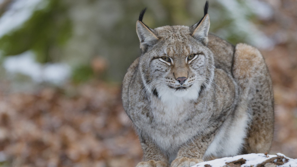 Der Wildtierpark hat unter anderem Wölfe und Luchse.