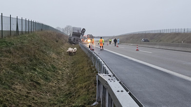Ausgebüxte Schweine legen A49 bei Schwalmstadt lahm