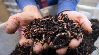 Regenwümer aus Reinheim: Aus der Zucht in den Garten oder an den Haken
