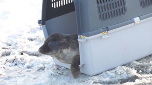 Seehundstation Friedrichskoog: Erste junge Kegelrobben ausgewildert