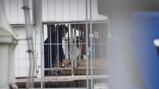 Nach Tigerausbruch - Behörden bei Haltung nahe Leipzig