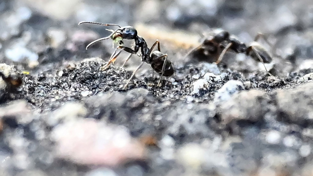 Auch in Hessen und Rheinland-Pfalz tritt die «Große Drüsenameise» bereits an einigen Orten gehäuft auf. Die Tiere vermehren sich schnell, können für die Bewohner zur Plage werden und auch Schäden anrichten.