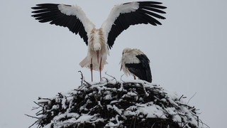 Winterstörche in Hessen - NABU bittet um Hinweise