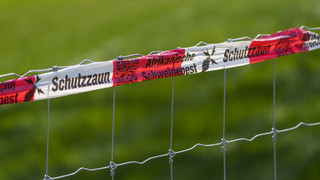 Zäune an hessischer Grenze zu NRW: Schweinepest soll eingedämmt werden