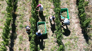 Weinernte unterm Durchschnitt - so niedrig wie 2010?