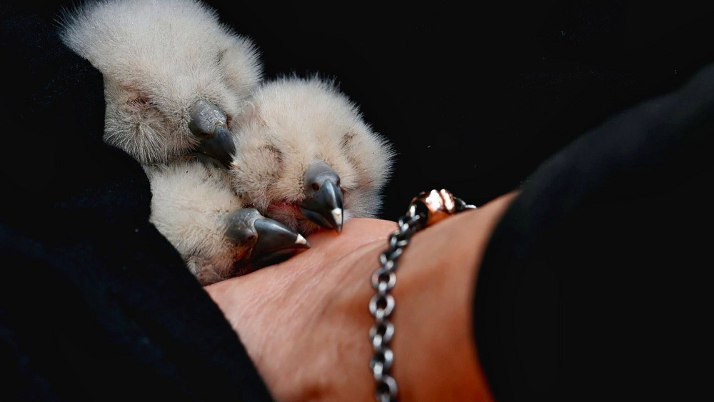 Uhu-Küken in Marburg
