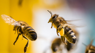 Wegen Faulbrut: Sperrbezirk für Bienen in Lich und Birklar