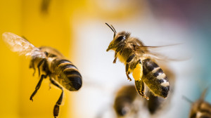 Wegen Faulbrut: Sperrbezirk für Bienen in Lich und Birklar