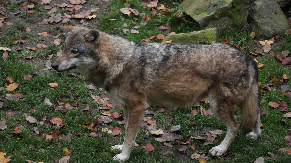 Am Wolfstag können Besucher mehrere Wolfsfütterungen beobachten.
