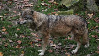 Wolfstag im Wildpark Knüll - Großes Märchenfest im Wildpark Knüll