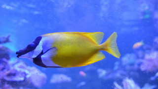 Unterwasserwelt in Mannheim: das Great Barrier Reef im Luisenpark