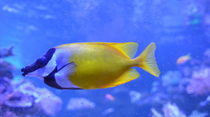 Unterwasserwelt in Mannheim: das Great Barrier Reef im Luisenpark