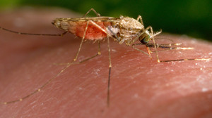 Malaria in Frankfurt: Patient aus Schwanheim gestorben