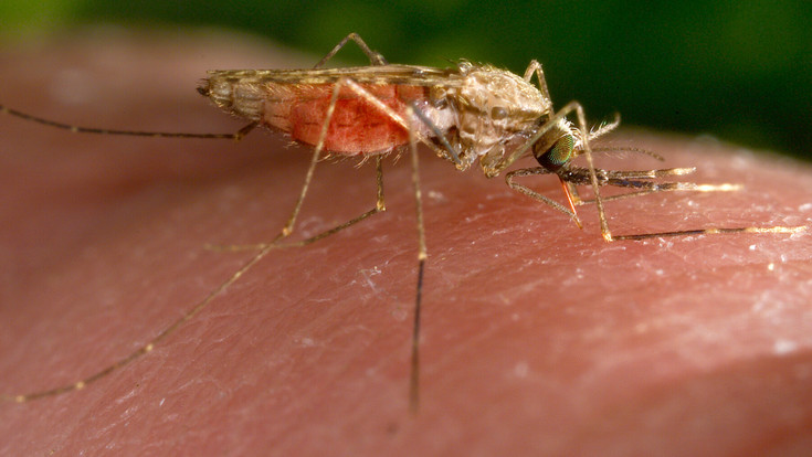Malaria in Frankfurt: Patient aus Schwanheim gestorben
