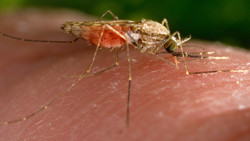Malaria in Frankfurt: Patient aus Schwanheim gestorben