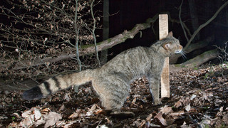 Oberzent: Wildkatzen laut BUND wieder im Odenwald heimisch