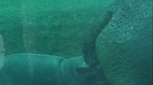 Im Berliner Zoo: Junges Hippo soll Willi heißen