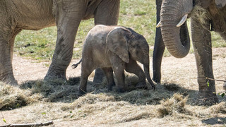 Elefantenbaby im Opel-Zoo geboren: Das erste seit fast 60 Jahren