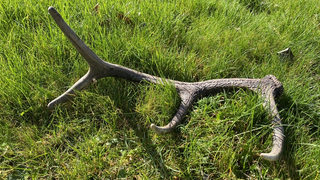 Rothirsch wirft Geweih ab: Aufruf Funde zu melden in Gießen