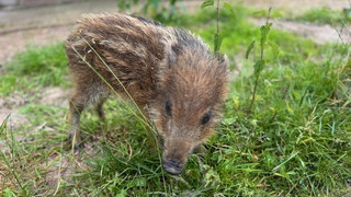 Polizisten retten erschöpftes Wildschweinbaby in Edermünde