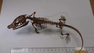 Zoll in Ludwigshafen beschlagnahmt Krokodil-Skelett in Paket