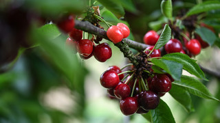 Kirsch-Diebe in Mainz unterwegs - Rund 100 Kilo gepflückt