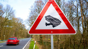 Jetzt beginnt die Krötenwanderung – Krötenretter gesucht
