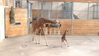 Babyglück im Opel-Zoo: Das neue Giraffenbaby heißt «Sonnenschein»