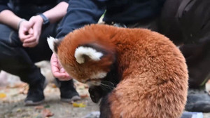 Tiermedizin 2.0: Mobiles Röntgengerät im Zoo