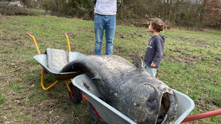 Toter Riesen-Wels in Dreieich-Sprendlingen gefunden