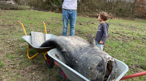 Toter Riesen-Wels in Dreieich-Sprendlingen gefunden